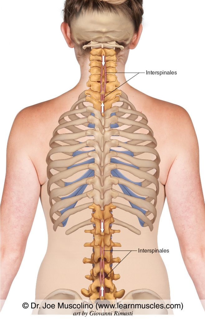 Interspinales muscles of the spine.