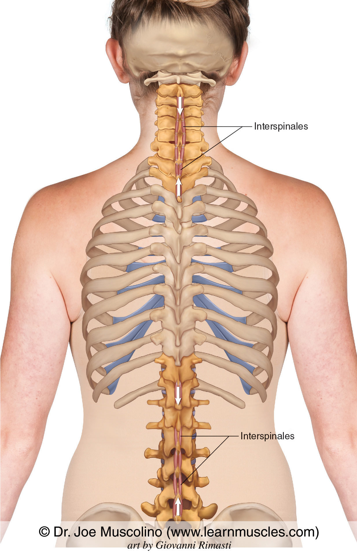 Interspinales - Learn Muscles