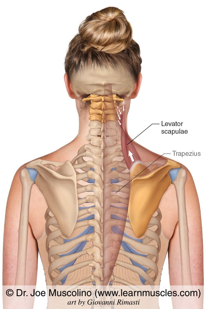 The levator scapulae. The trapezius has been ghosted in.