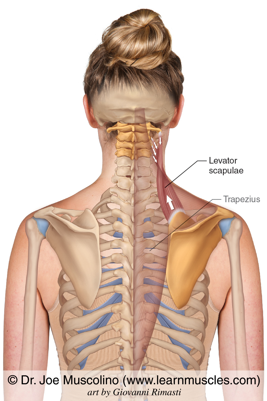 levator scapulae muscle