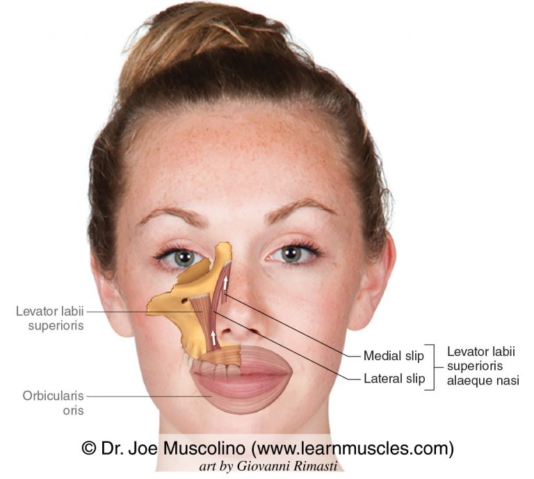 Levator Labii Superioris Alaeque Nasi Learn Muscles