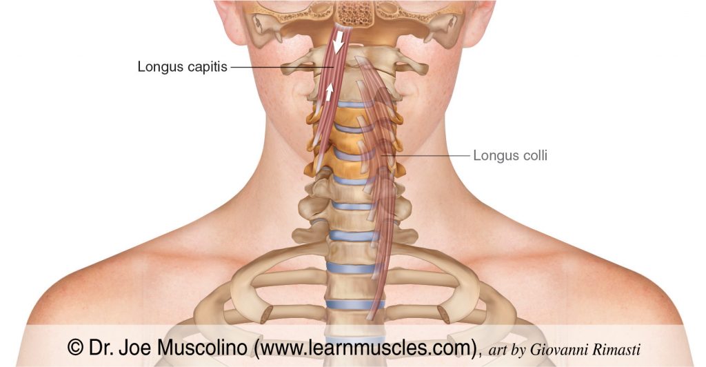 The longus capitis (of the prevertebral group) is drawn on the right side. The longus colli (also of the prevertebral group) is ghosted in on the left.