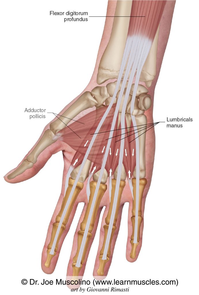 The lumbricals manus intrinsic muscles of the hand. The flexor digitorum profundus and adductor pollicis have been ghosted in.