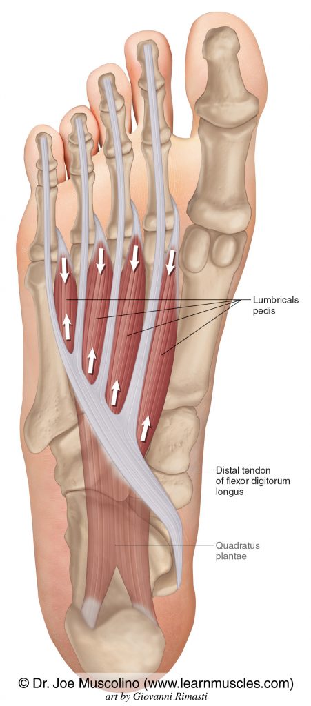 The four muscles of the lumbricals pedis group of the foot. They attach from the distal tendon of flexor digitorum longus and go to toes #2-5.