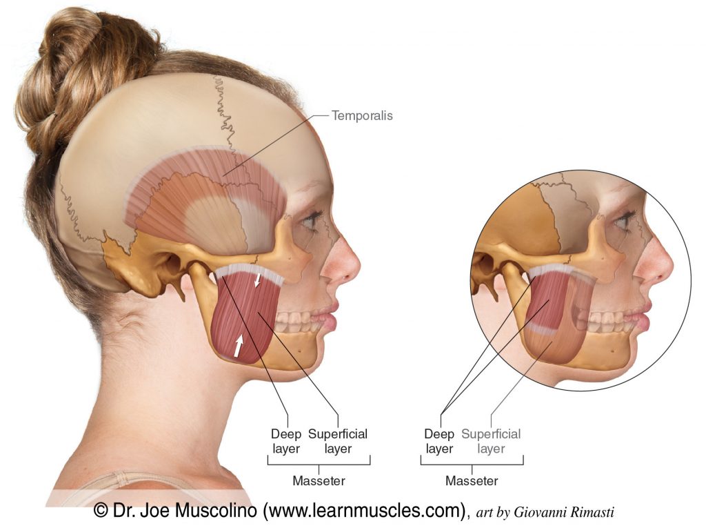 The masseter, a muscle of mastication, on the right side of the body. The masseter has two layers: superficial and deep. The temporalis has been ghosted in with less density.