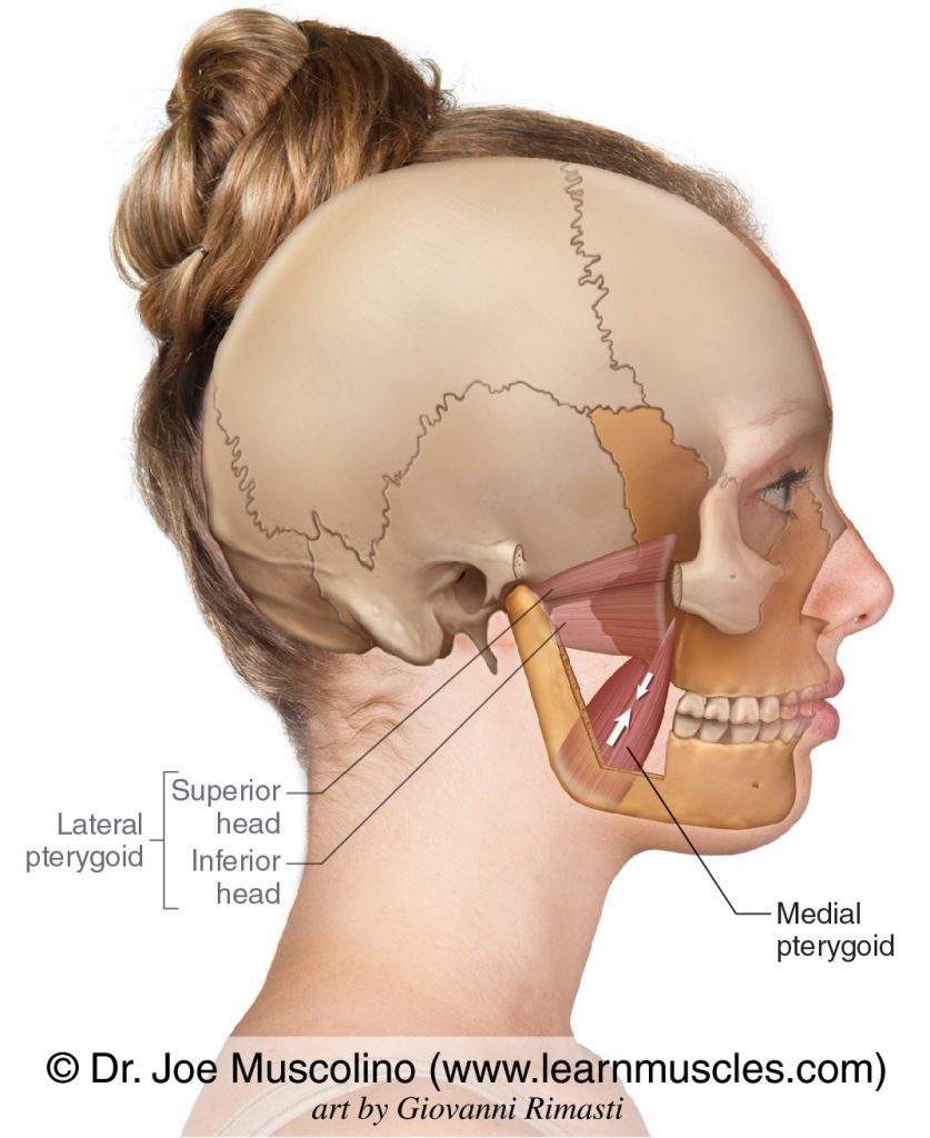 The medial pterygoid is a muscle of mastication. The lateral pterygoid has been ghosted in. 