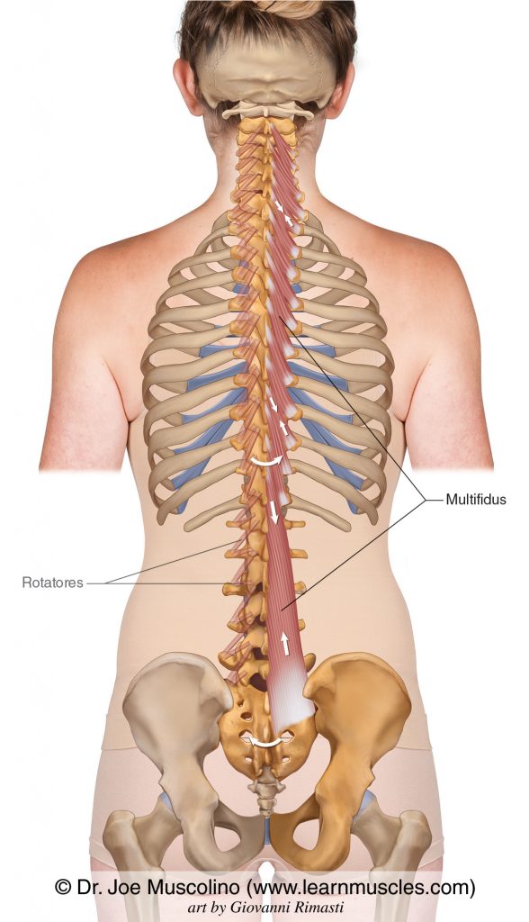 Multifidus muscles on the right side of the body. The rotatores have been ghosted in on the left.