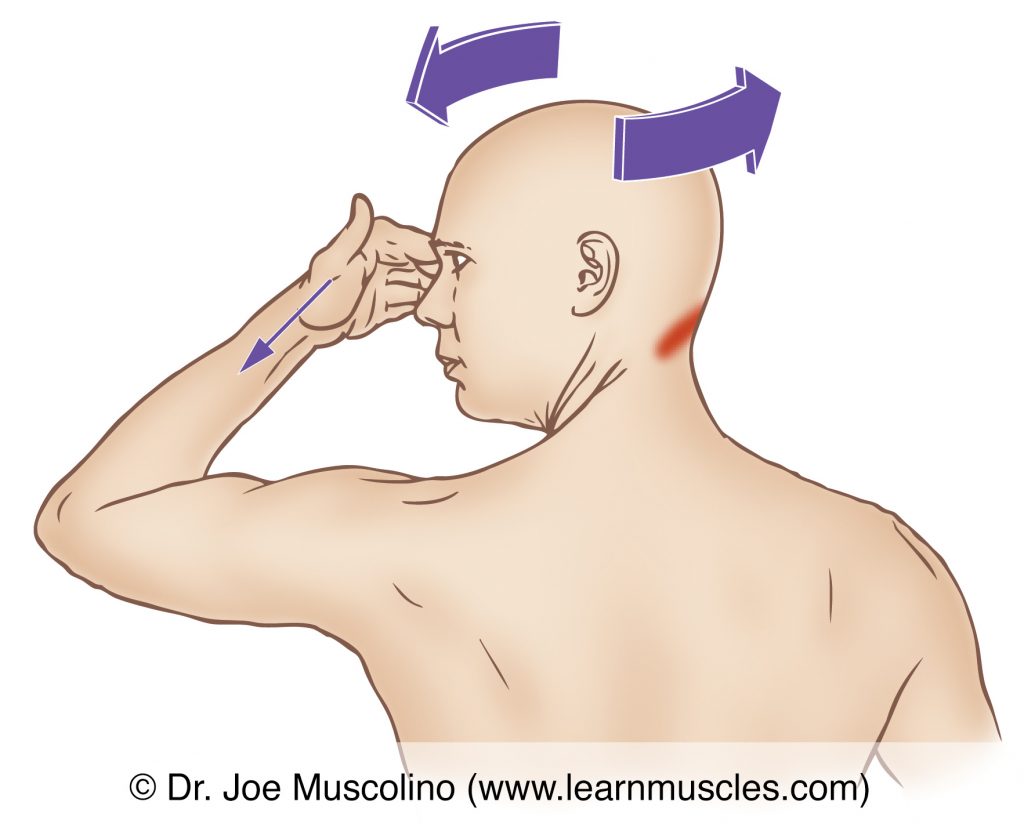The right-side obliquus capitis inferior (of the Suboccipital Group) is stretched by left rotating the client's head and neck at the spinal joints.