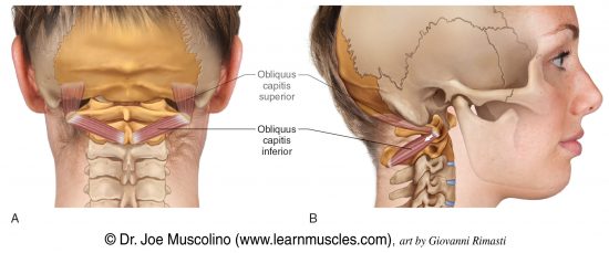 Obliquus Capitis Inferior Learn Muscles 2378