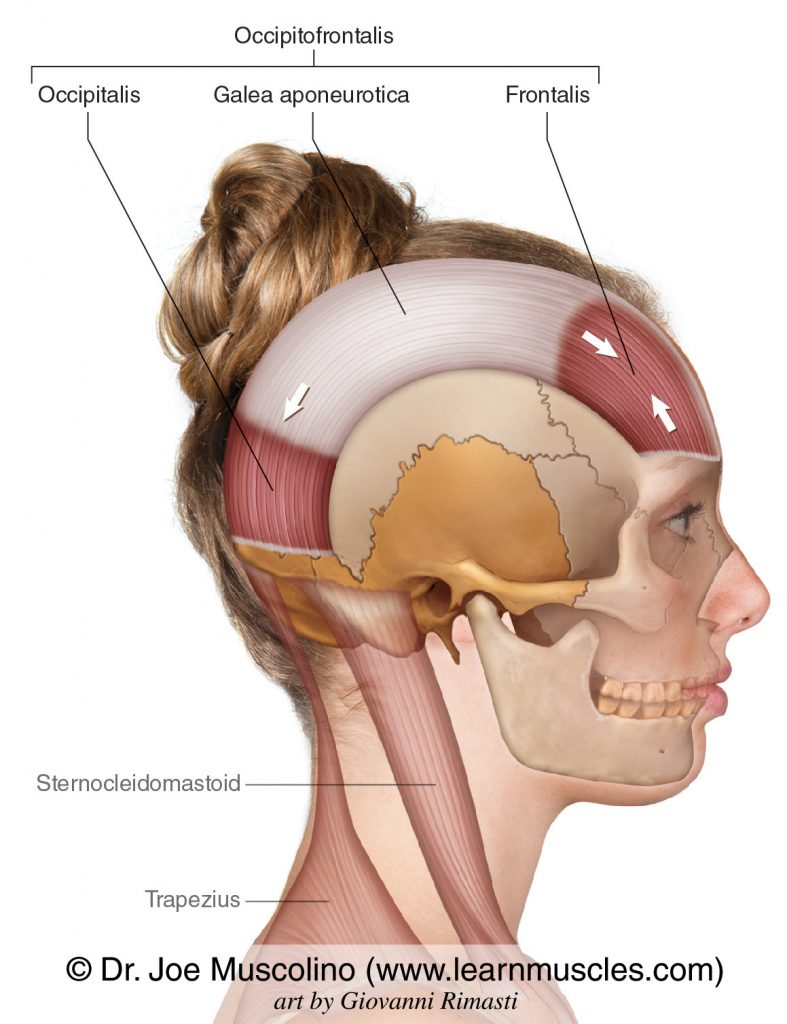The occipitofrontalis is composed of the frontalis and occipitalis muscles, connected by the Galea aponeurotica. Note: the sternocleidomastoid and trapezius muscles have been ghosted in.