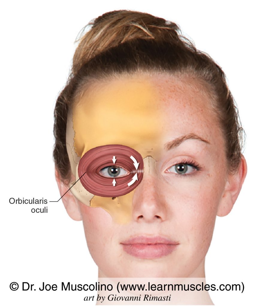 The orbicularis oculi muscle of facial expression on the right side of the body.