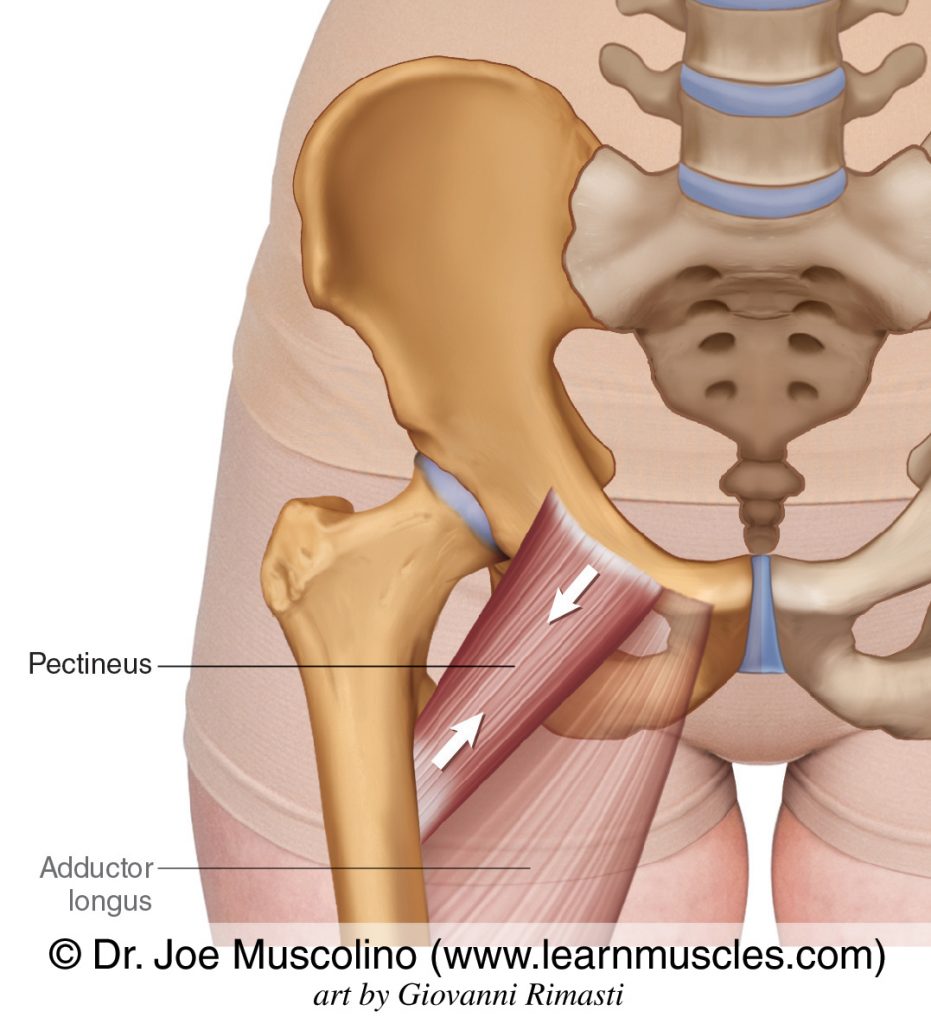 The pectineus of the adductor group. The adductor longus has been ghosted in.