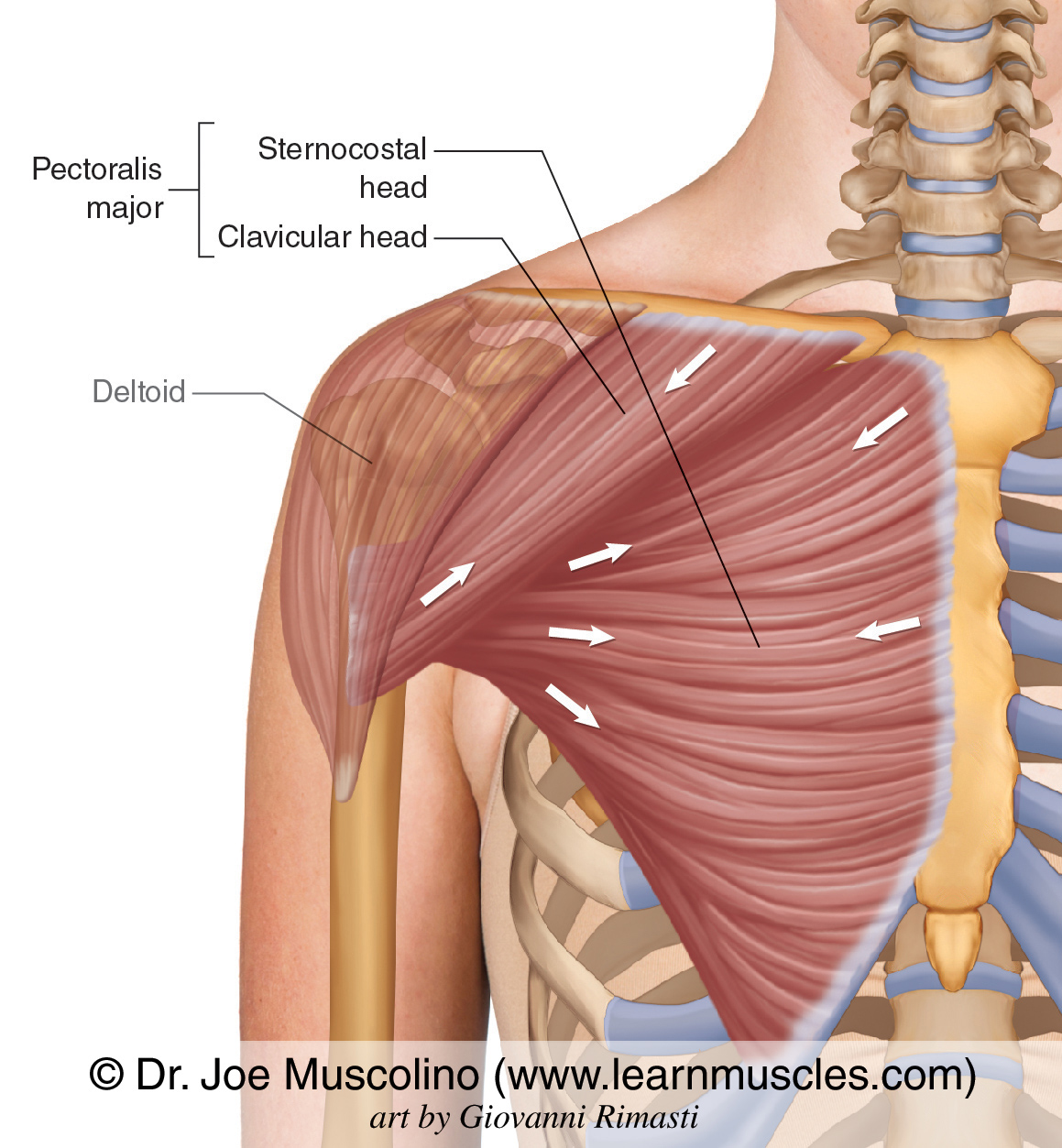 pectoralis major muscle diagram