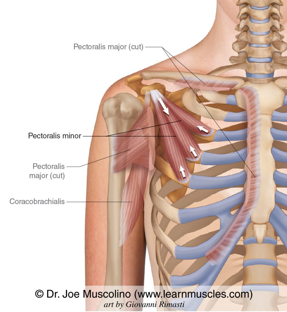 The pectoralis minor. The coracobrachialis and cut pectoralis major have been ghosted in.