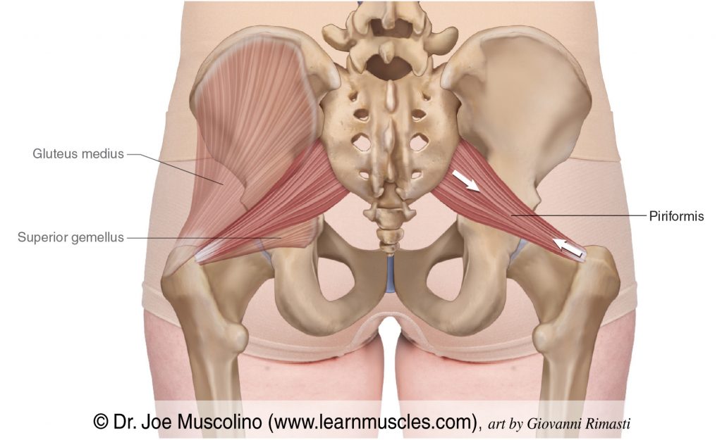 The piriformis of the deep lateral rotator group has been drawn in bilaterally. The gluteus medius and superior gemellus have been ghosted in on the left side.