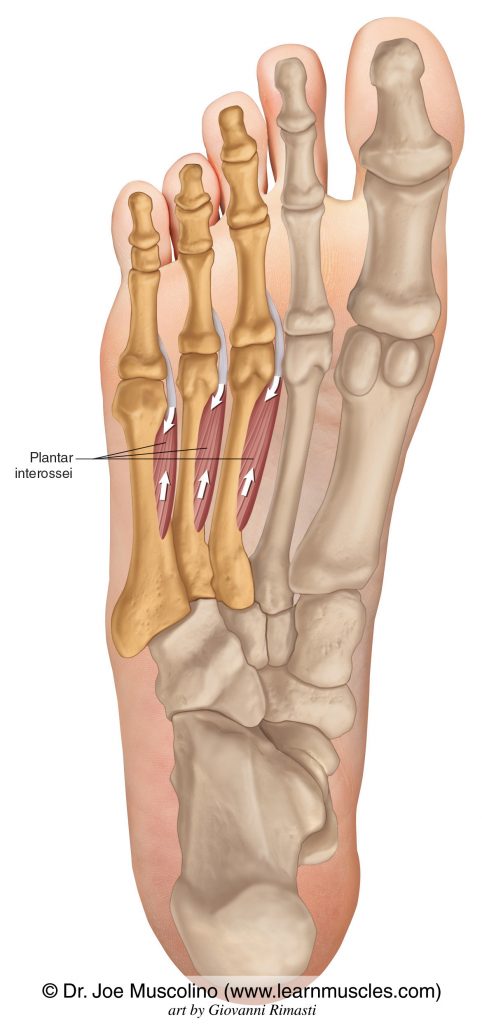 The plantar interossei attaching to toes #3-5 on the right side of the body.