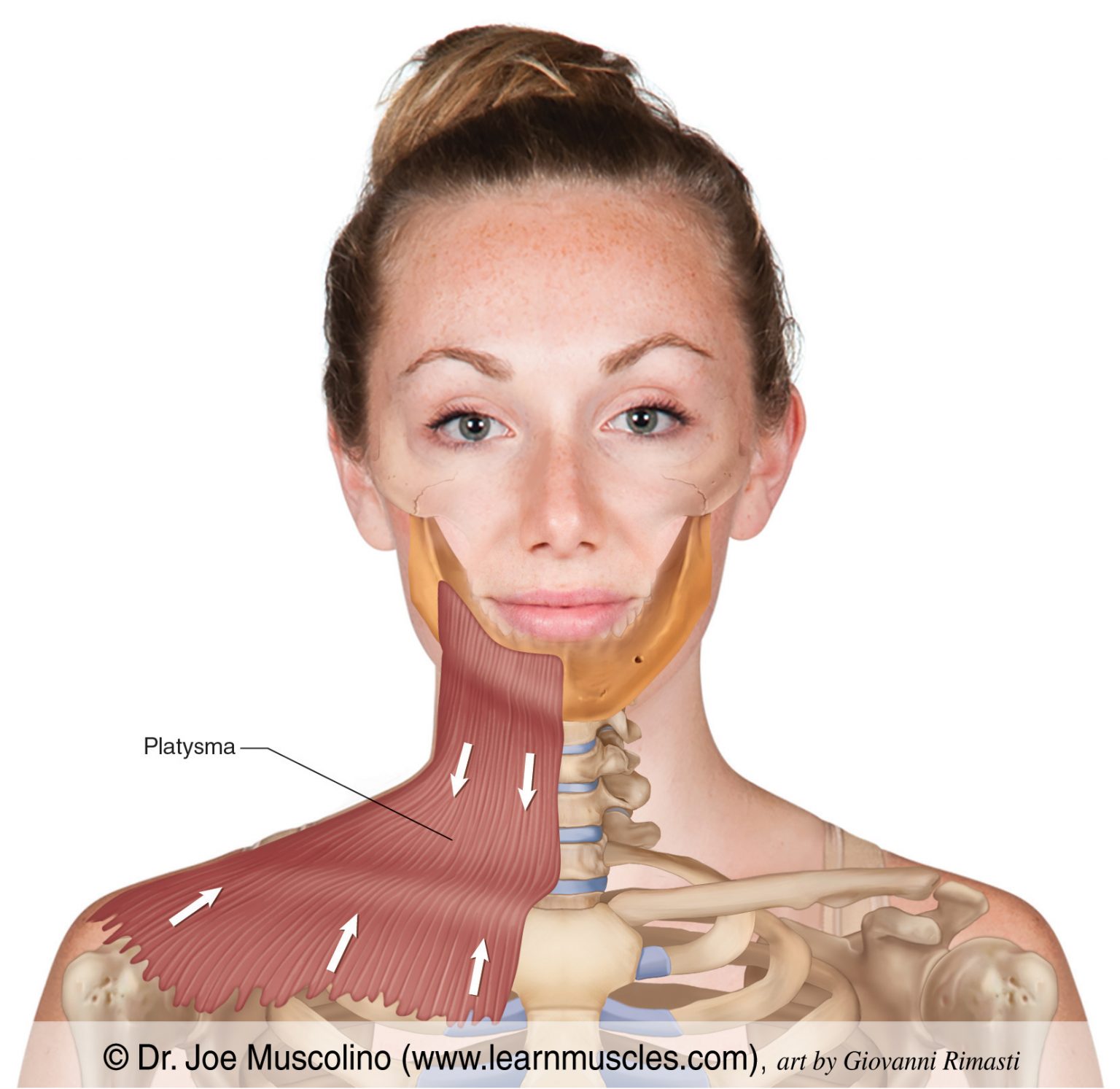 Platysma Learn Muscles