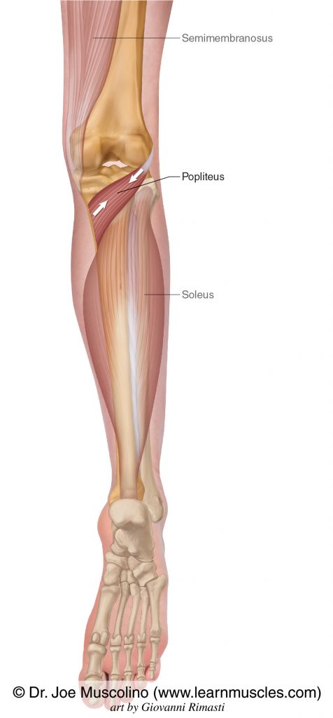 The popliteus on the right side of the body. The semimembranosus and soleus have been ghosted in.
