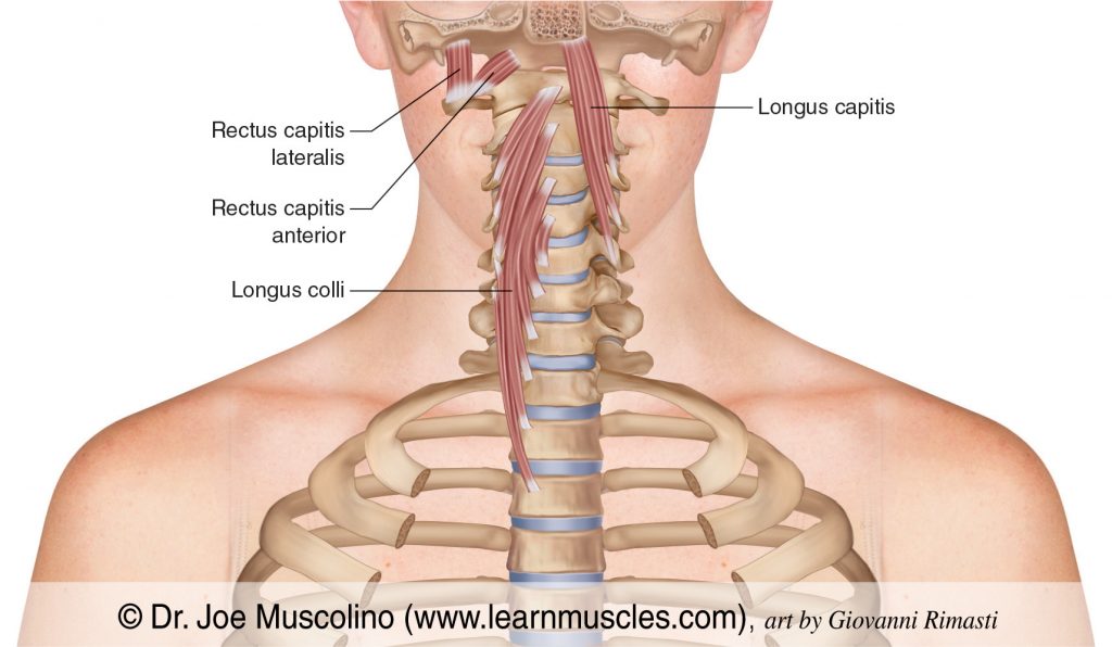 Anterior view of the prevertebral group of neck/head muscles. The longus capitis is drawn in on the left side; the longus colli, rectus capitis anterior and rectus capitis lateralis are drawn in on the right side. Note that there is a frontal plane cut through the head.
