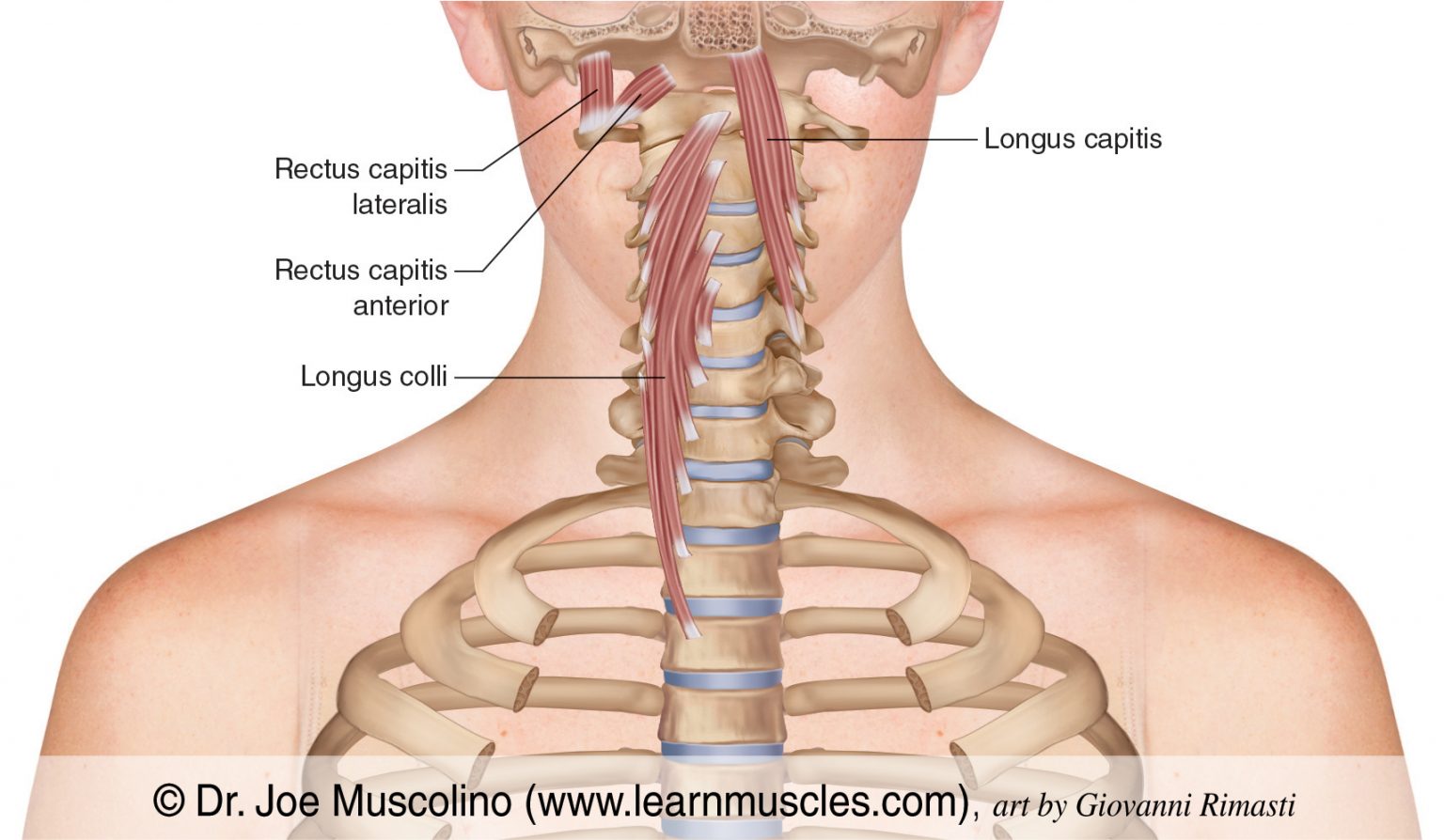 Prevertebral Group - Learn Muscles