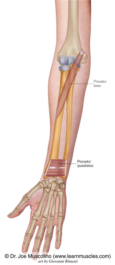 The pronator quadratus is seen. The pronator teres is ghosted in.