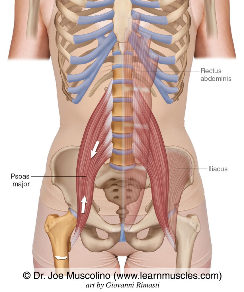 The psoas major is seen bilaterally. The rectus abdominis and iliacus are ghosted in with less density on the left side.