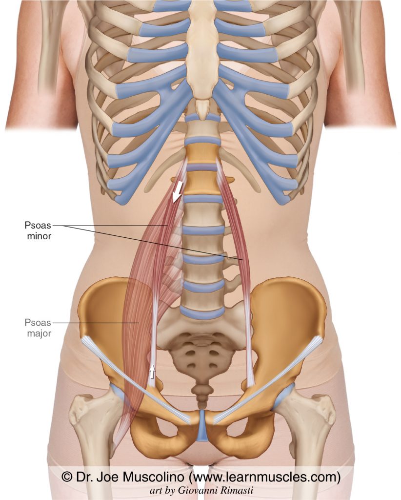 The psoas minor bilaterally. The psoas major has been ghosted in on the right side.