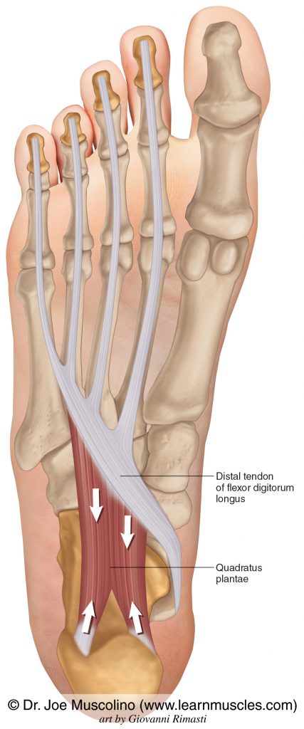 Quadratus plantae of the foot attaches from the calcaneus into the distal tendon of the flexor digitorum longus.