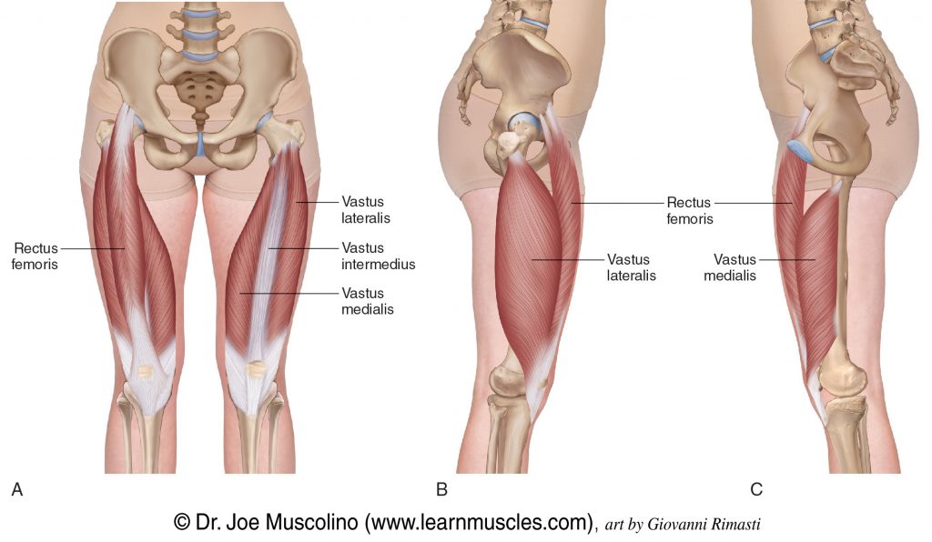 Quadriceps Muscle Diagram 1 300 Thigh Muscle Anatomy Stock Photos 