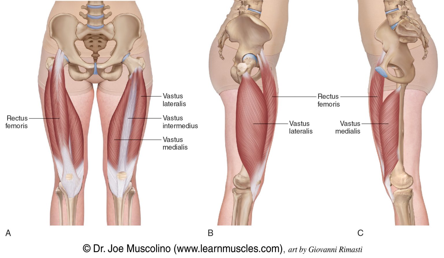 Quadriceps Femoris Group - Learn Muscles