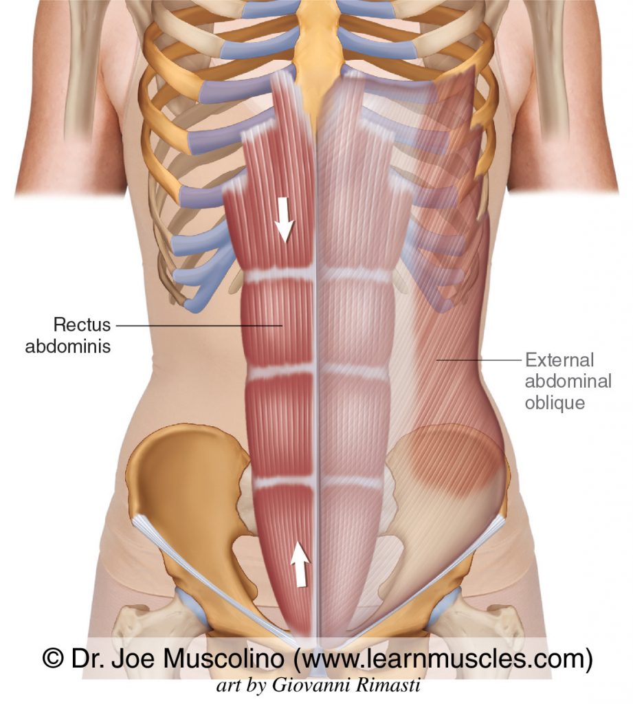 The rectus abdominis bilaterally. The external abdominal oblique has been ghosted in on the left side.