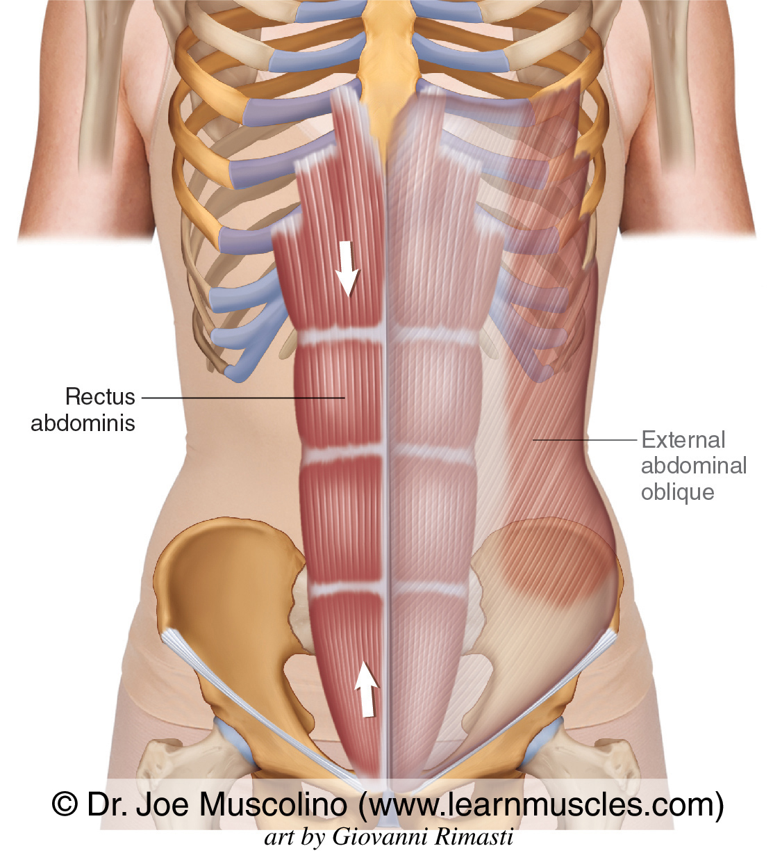 Rectus Abdominis - Learn Muscles