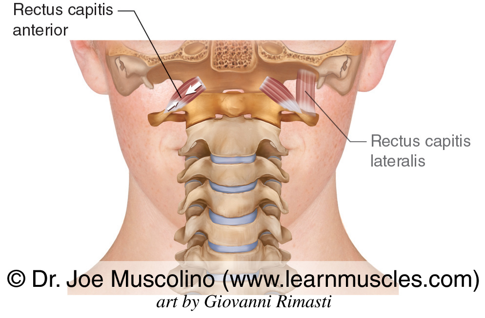 The rectus capitis anterior is seen bilaterally; the rectus capitis lateralis is ghosted in on the left side.