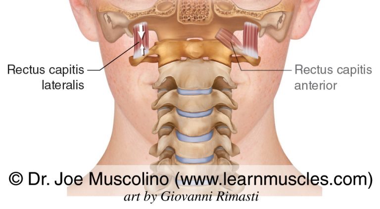 Rectus Capitis Lateralis Learn Muscles