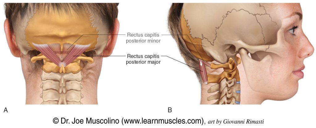 Posterior and right-lateral views of the the rectus capitis posterior major. The rectus capitis posterior minor has been ghosted into both views.