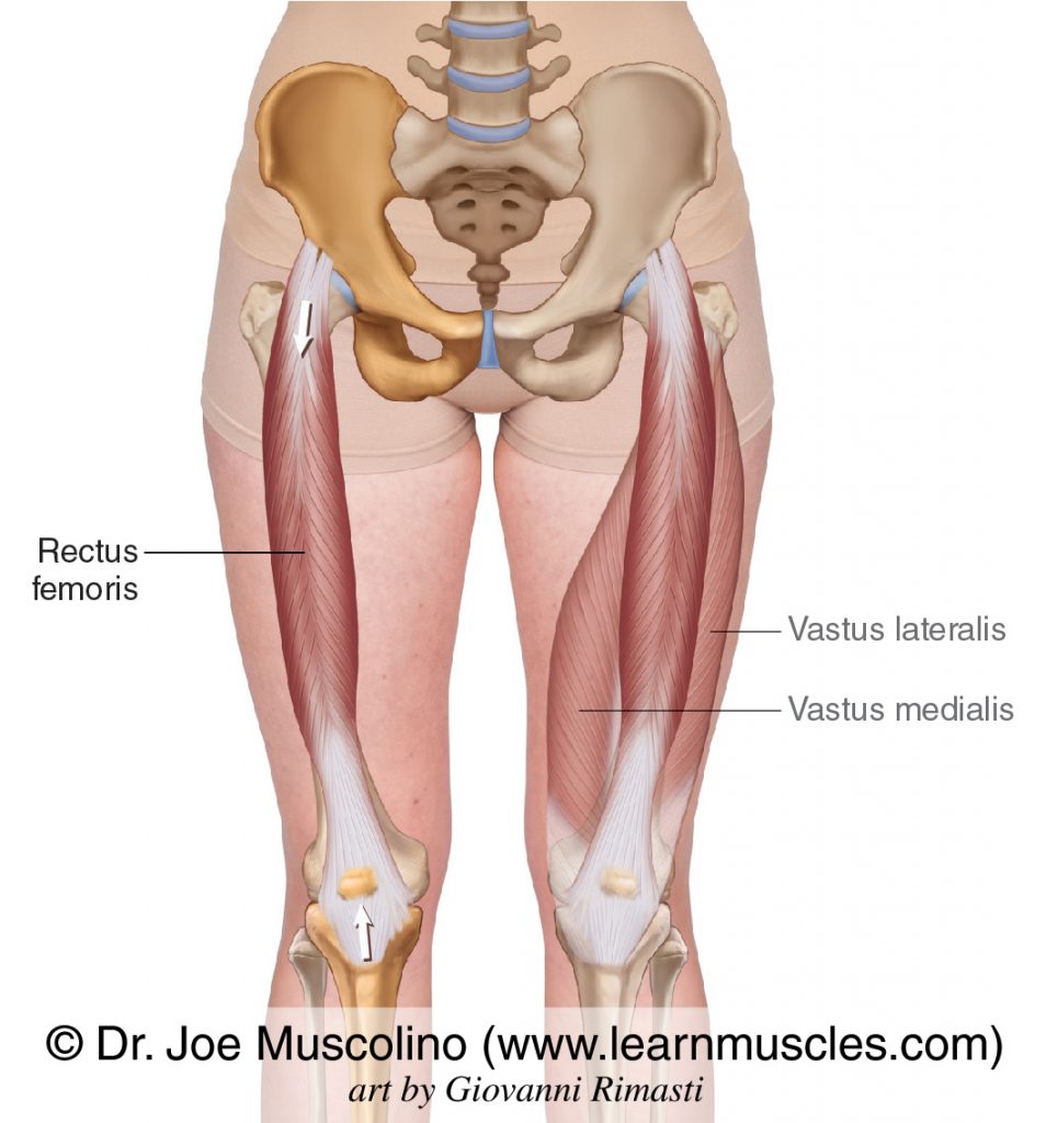 The rectus femoris of the quadriceps group bilaterally. The vastus lateralis and vastus medialis have been ghosted in on the left side.