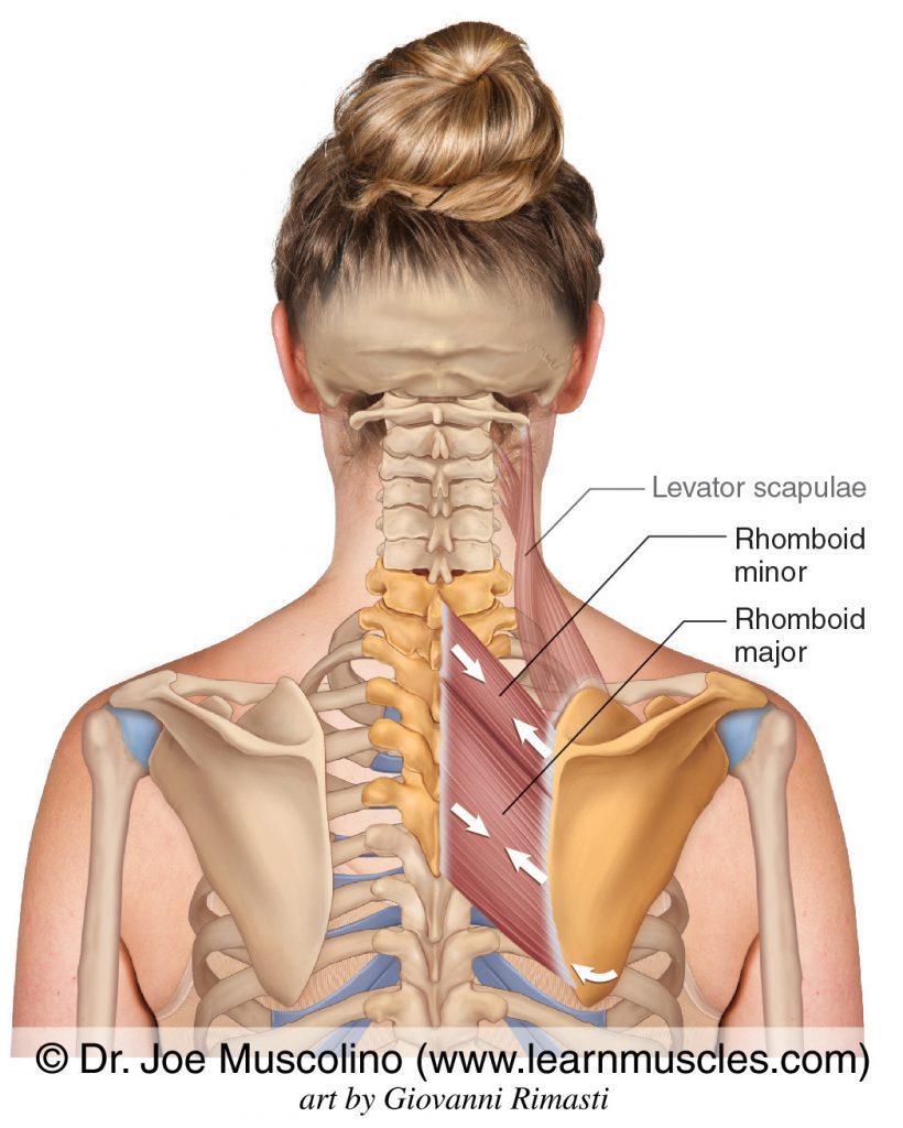 Rhomboid minor and major. The levator scapulae has been ghosted in.