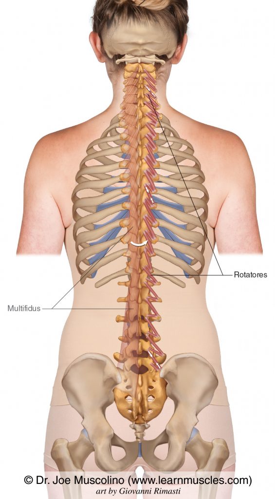 Rotatores muscles on the right side of the body. The multifidus have been ghosted in on the left.