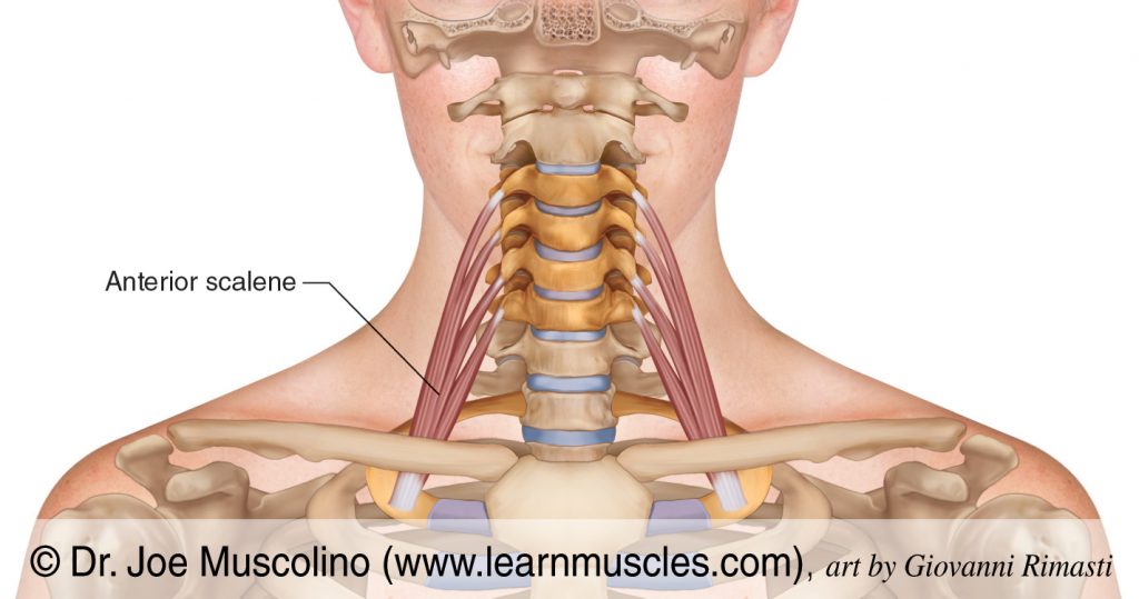 The anterior scalene of the scalene group of muscles.