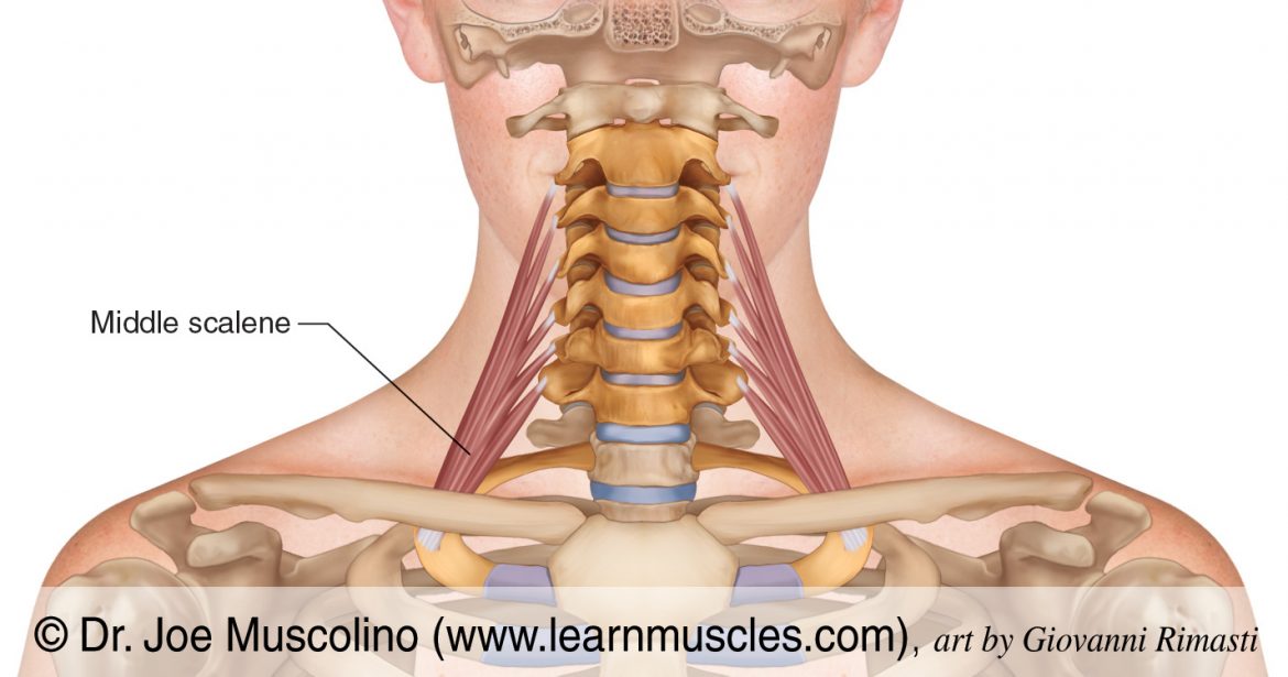 Middle Scalene Learn Muscles 0437