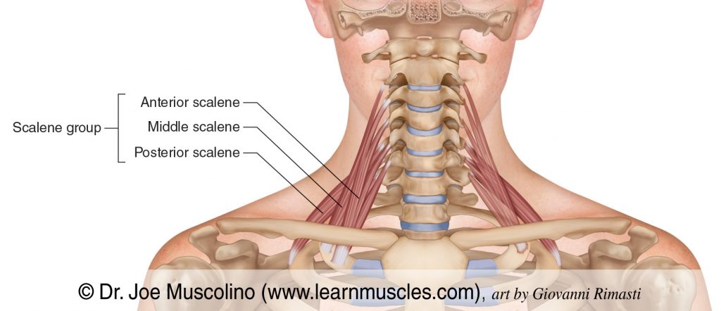 The scalene group is composed of the anterior, middle, and posterior scalenes.
