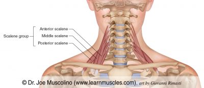 Scalene Group - Learn Muscles