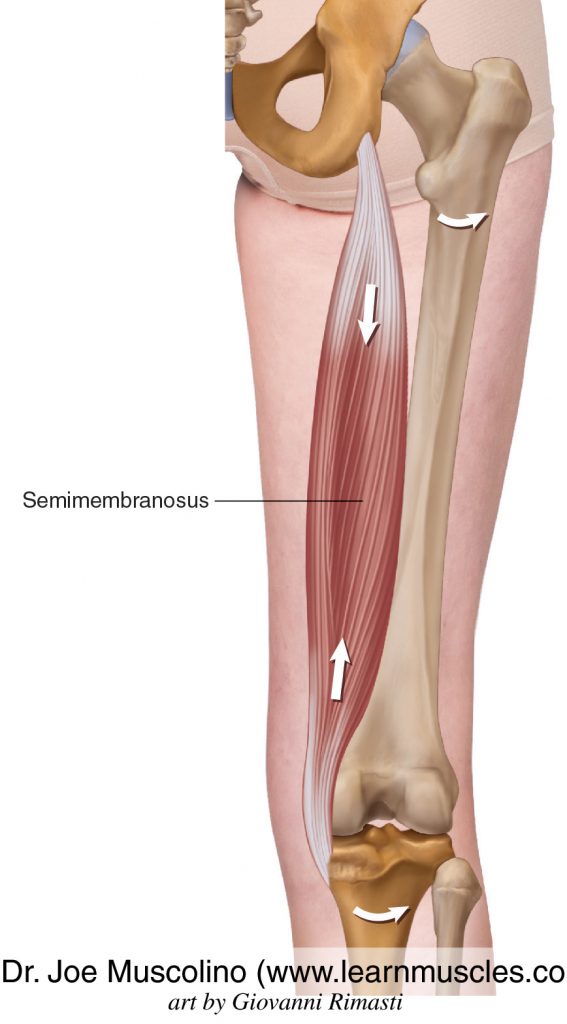 The semimembranosus of the hamstring group.