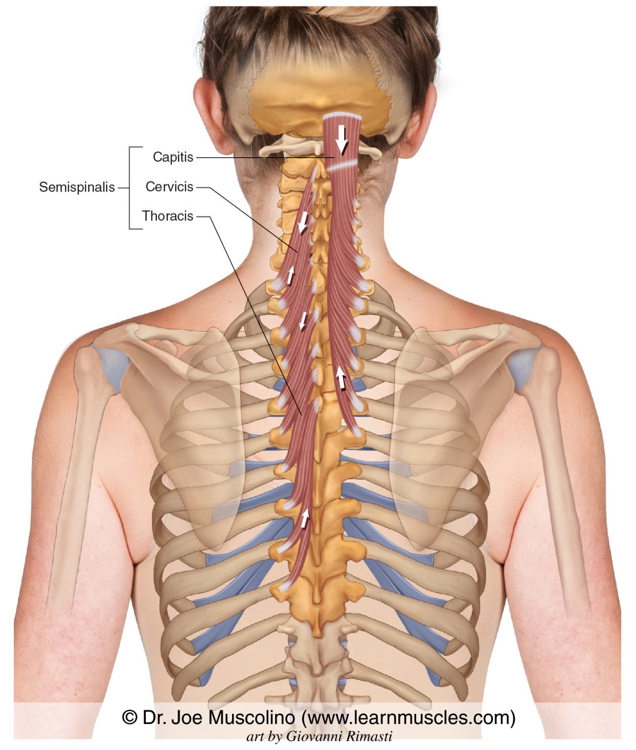 Semispinalis - Learn Muscles