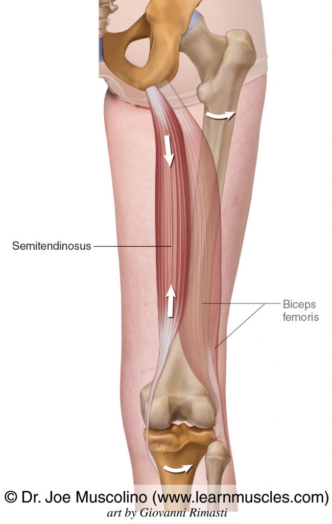 The semitendinosus of the hamstring group. The biceps femoris has been ghosted in. 