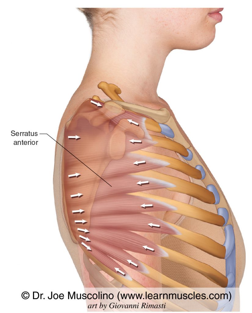 The serratus anterior is located between the scapula and the ribcage wall.