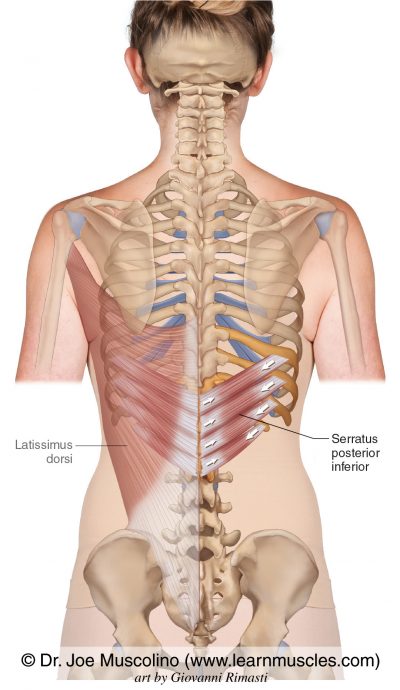 M Serratus Posterior Inferior Serratus Posterior Inferior - Learn Muscles