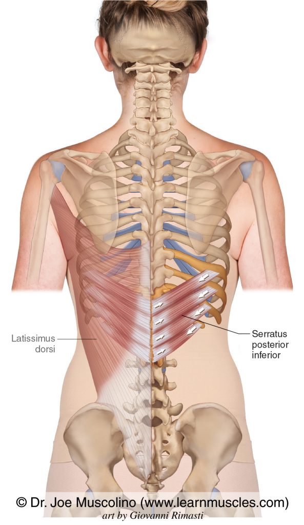 The serratus posterior inferior bilaterally. The latissimus dorsi has been ghosted in on the left side.