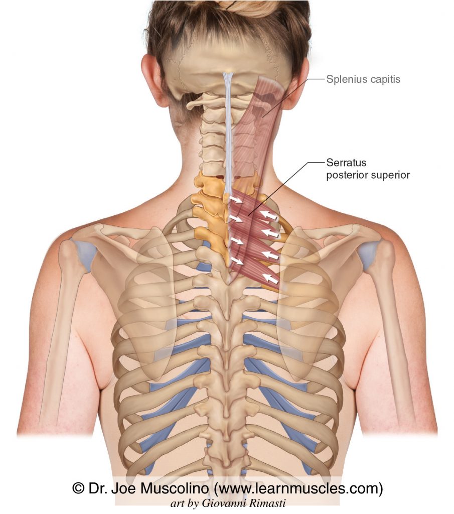 The serratus posterior superior is seen on the right side. The splenius capitis has been ghosted in.