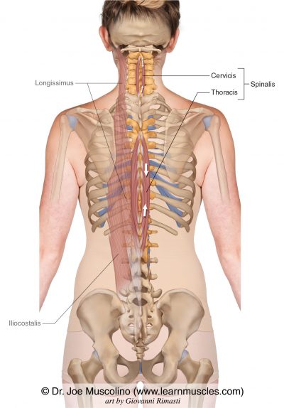Spinalis - Learn Muscles